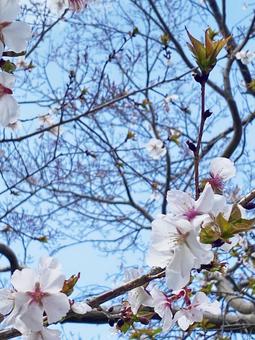 桜越しの空 桜越しの空 桜,四季桜,空の写真素材