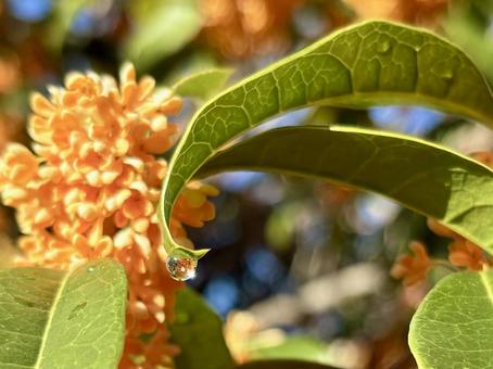 しずく しずく,雨,水の写真素材