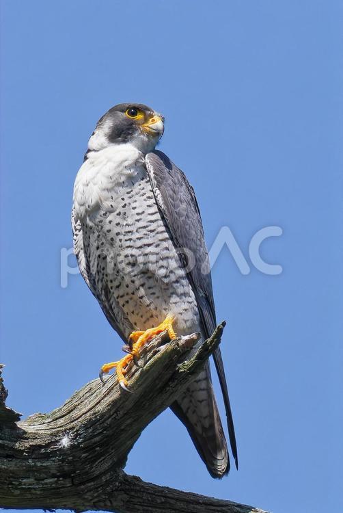 蒼天のハヤブサ、縦位置 はやぶさ,ハヤブサ,隼の写真素材