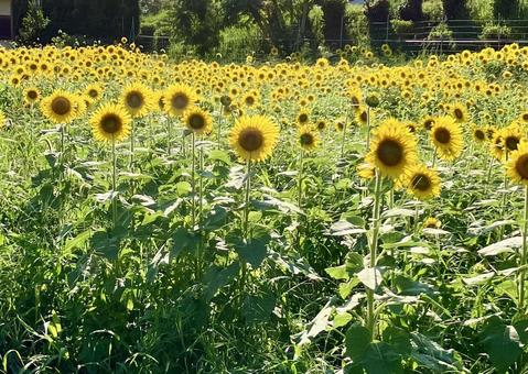 花★向日葵 ひまわり ヒマワリ 花★向日葵 ひまわり ヒマワリ 黄色,向日葵,ヒマワリの写真素材