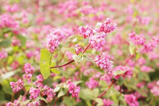ピンクのそばの花 そばの花,自然,観光の写真素材