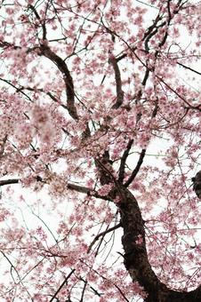 cherry blossoms, JPG cherry blossoms, JPG