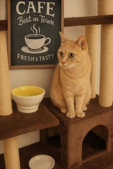 看板猫のおもてなし✨ 看板猫のおもてなし✨ 動物,猫,猫カフェの写真素材