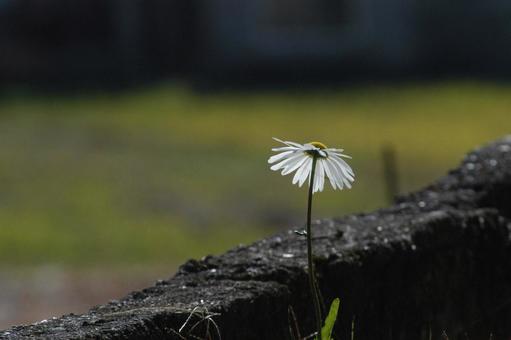 Photo, flower, white, pyrethrum, 