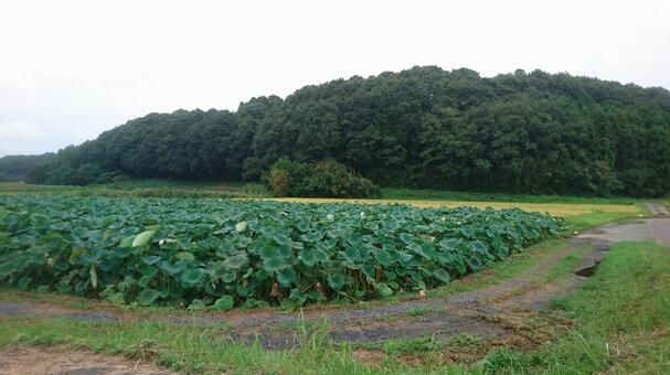 蓮田と森 蓮田と森の写真