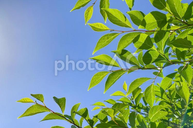 青空と新緑の枝葉　自然の爽やかな背景素材 青空,新緑,葉っぱの写真素材