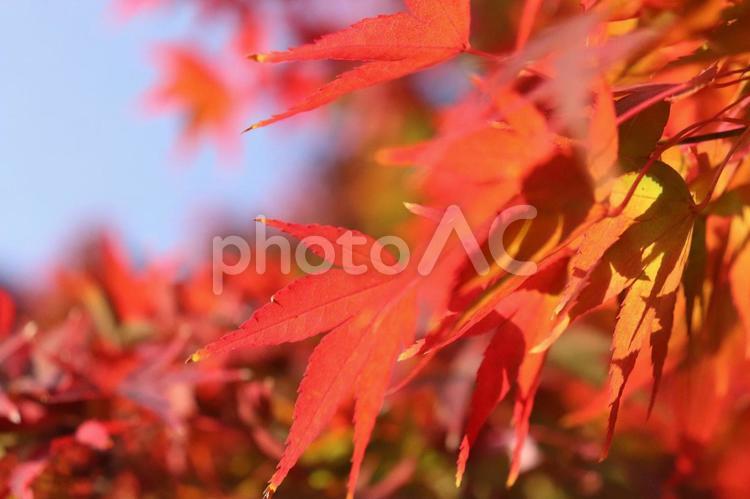 美しいもみじ　 紅葉,モミジ,もみじの写真素材