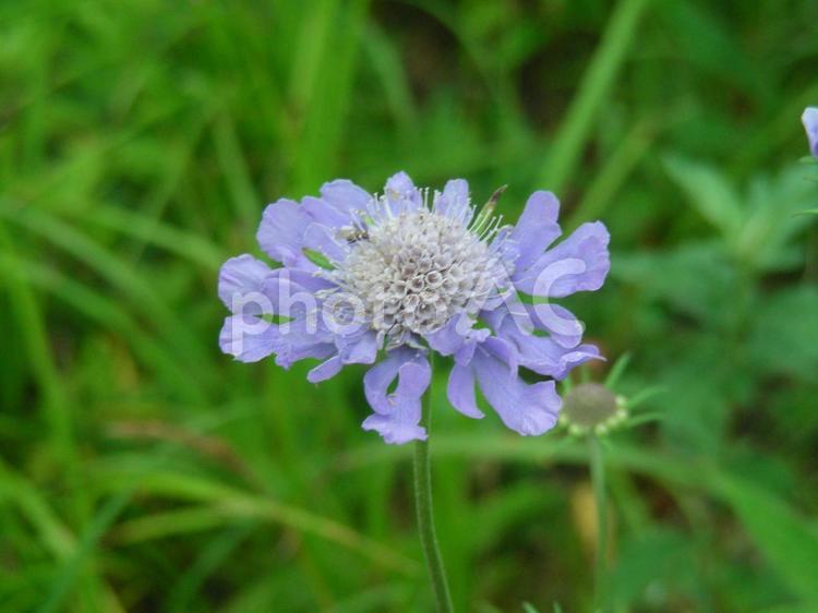 マツムシソウの花 マツムシソウ,松虫草,スカビオサの写真素材