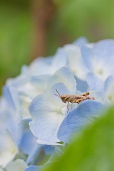 Hydrangea and grasshopper, JPG