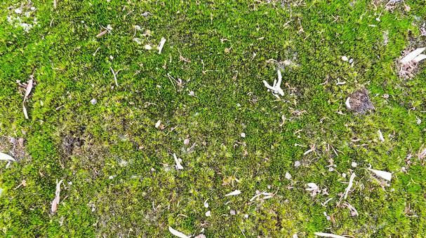 苔2 苔,コケ,緑の写真素材