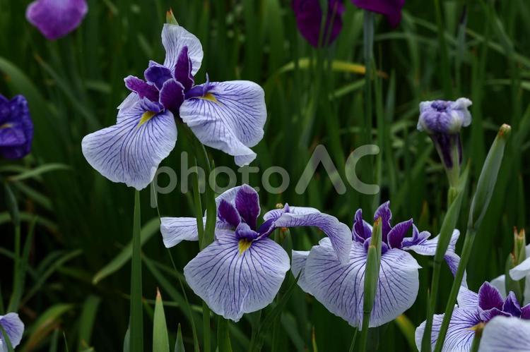 凛として優雅に咲く 花菖蒲,花,アヤメ科の植物の写真素材