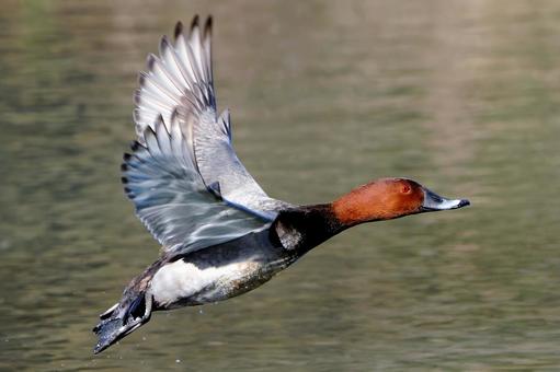 ホシハジロ飛ぶ ホシハジロ飛ぶの写真