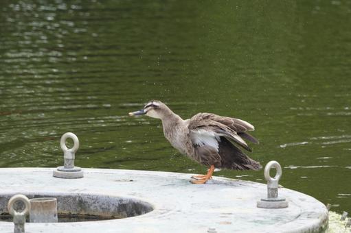 カルガモ カルガモ カルガモ,鳥,野鳥の写真素材