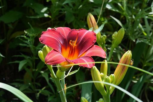ヘメロカリス(忘れ草) ヘメロカリス(忘れ草) ヘメロカリス,忘れ草,夏の花の写真素材