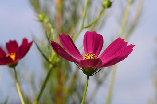 家の庭に咲くコスモスの花 家の庭に咲くコスモスの花の写真