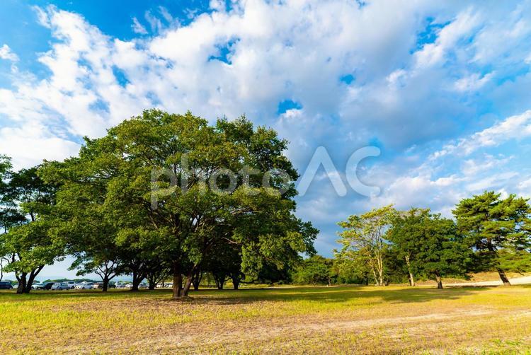 公園の広場にある木々と青空 木,空,雲の写真素材