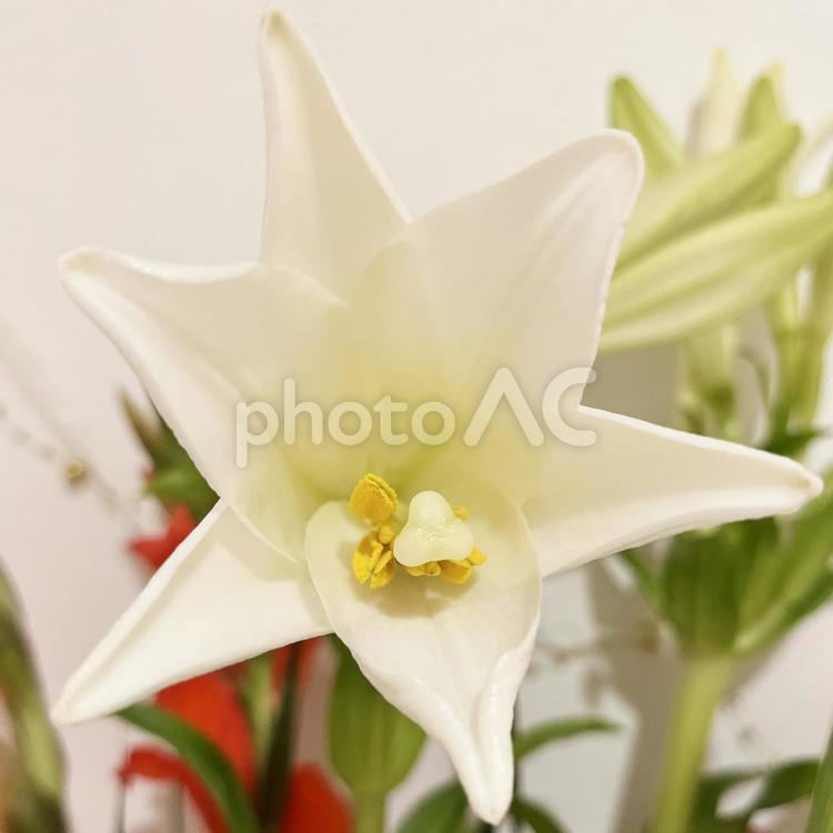 ゆり　島ユリ　永良部ゆり　白い花 ユリ,ゆり,白い花の写真素材