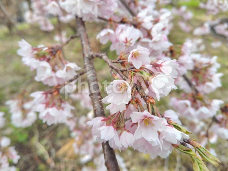枝垂れ桜（シダレザクラ）_44 シダレザクラ,春,桜の花の写真素材
