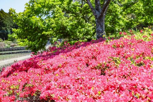 真っ赤なツツジ 野岳湖公園 真っ赤なツツジ 野岳湖公園の写真