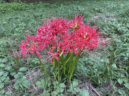 彼岸花 彼岸花 彼岸花,ヒガンバナ,曼珠沙華の写真素材