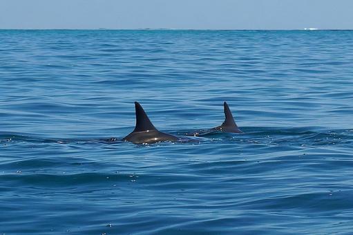 ニューカレドニア ノカンウイ島52 海豚 ニューカレドニア ノカンウイ島52 海豚の写真