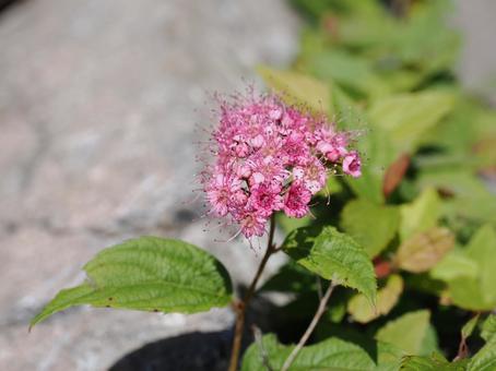 Wildflowers: Spirea, JPG Wildflowers: Spirea, JPG