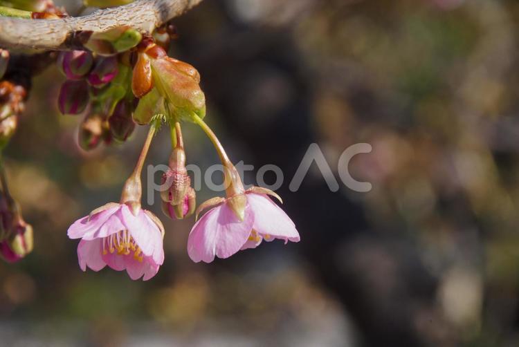 東寺の河津桜 3月,早春,五重塔の写真素材