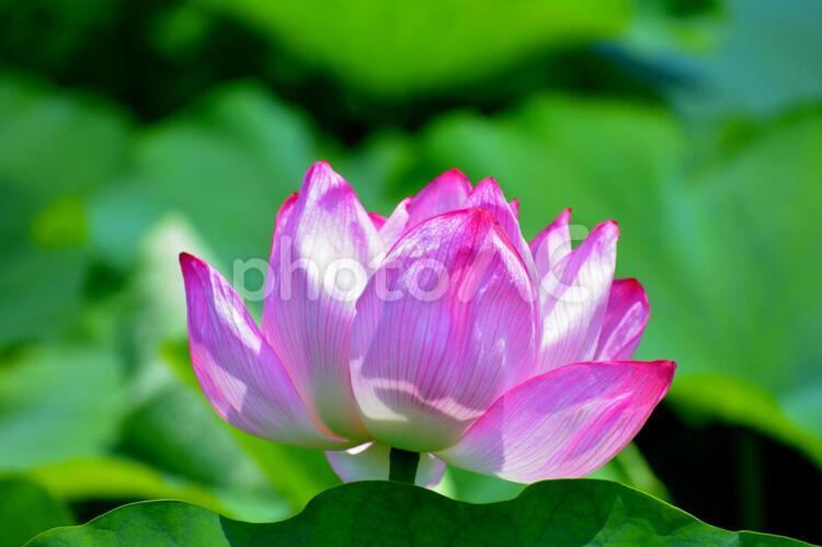 美しい蓮の花 蓮の花,蓮,花の写真素材