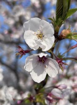 桜 桜の写真