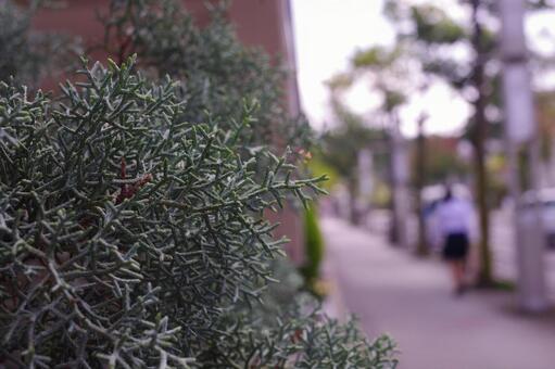 街中の風景 街中の風景 街中,植物,道の写真素材