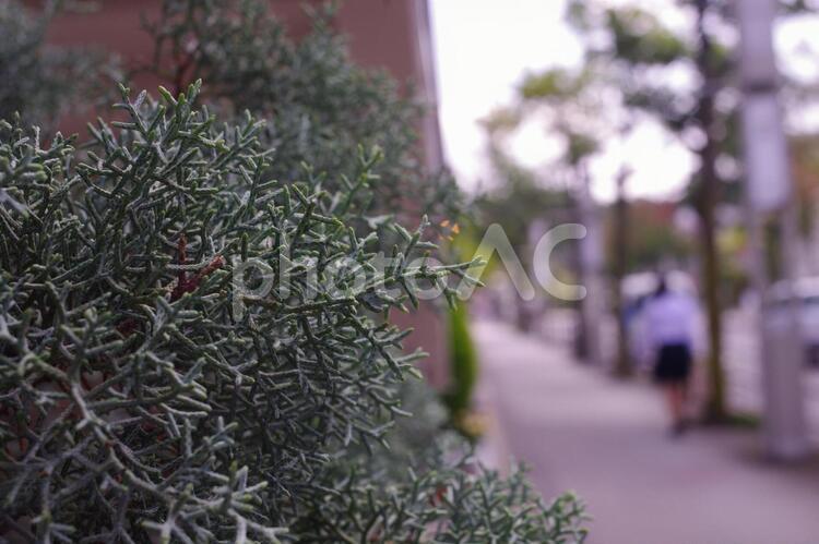 街中の風景 街中,植物,道の写真素材
