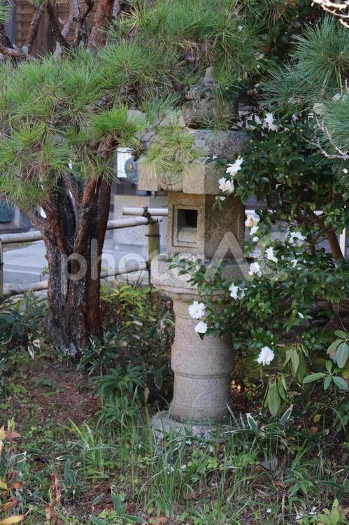 鎌倉・妙法寺の石灯籠 鎌倉,妙法寺,石灯籠の写真素材