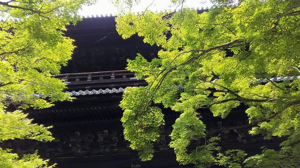 新緑に包まれる南禅寺の三門 新緑に包まれる南禅寺の三門 寺,門,京都の写真素材