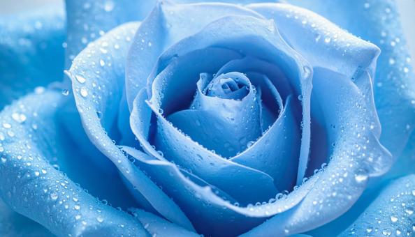 水色のバラの花に水滴　ビューティー背景の写真