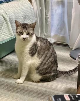 お座りをするサバ白にゃんこ様　縦画像 猫,サバシロ,お座りの写真素材