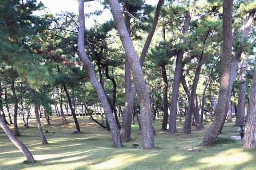 佐渡島の松林（佐和田地区） 松林,躍動,強風の写真素材