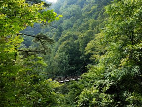 都民の森の滝見橋 都民の森,滝見橋,橋の写真素材