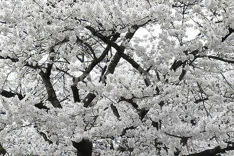 東北の桜10 東北,桜,白いの写真素材