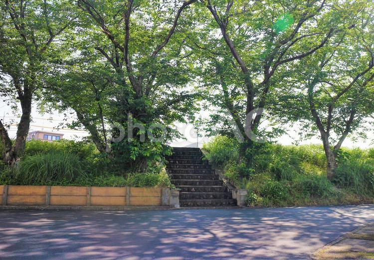 木漏れ日と階段 木漏れ日,木陰,陰の写真素材