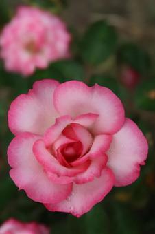 薔薇　ピンクの花の写真