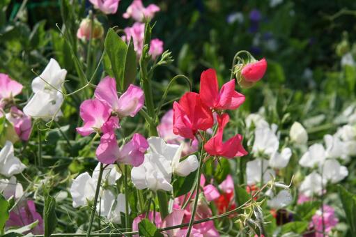 スイートピー スイートピー,つる性,草花の写真素材