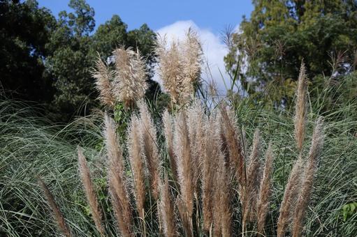 シロガネヨシの穂の出た山の中の風景の写真