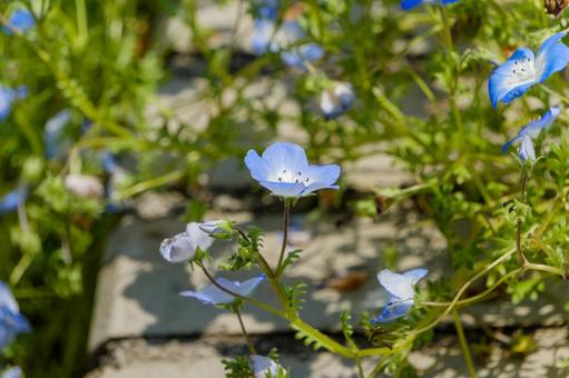 石畳に咲くネモフィラの青い花 石畳に咲くネモフィラの青い花の写真