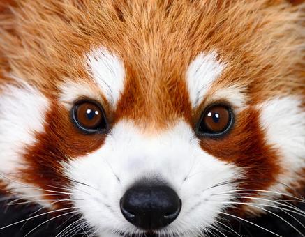 レッサーパンダ レッサーパンダの写真