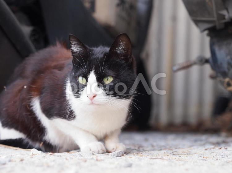 野良ちゃん。03 野良猫,猫,かわいいの写真素材