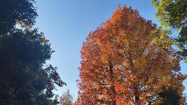 何に見える？ イメージ,紅葉,秋の写真素材