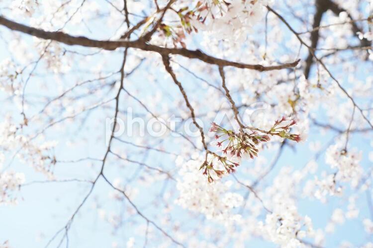 満開の桜と青空 木漏れ日,光,植物の写真素材