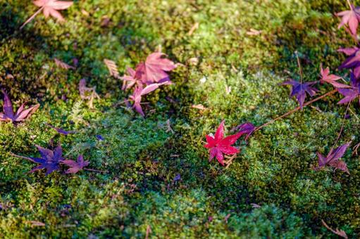 ［街角スナップ］苔とモミジの落ち葉の写真
