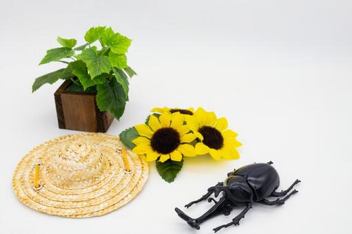 夏・夏休みのイメージ カブトムシ,昆虫,虫の写真素材
