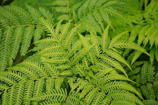 生い茂るシダ植物 シダ植物,シダ,羽状複葉の写真素材